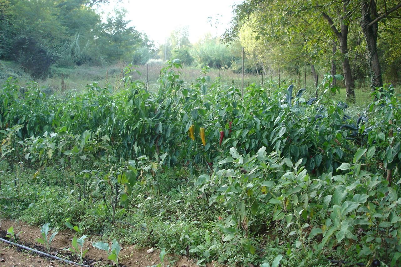 Agriturismo Casale Sera Fontana Liri Buitenkant foto